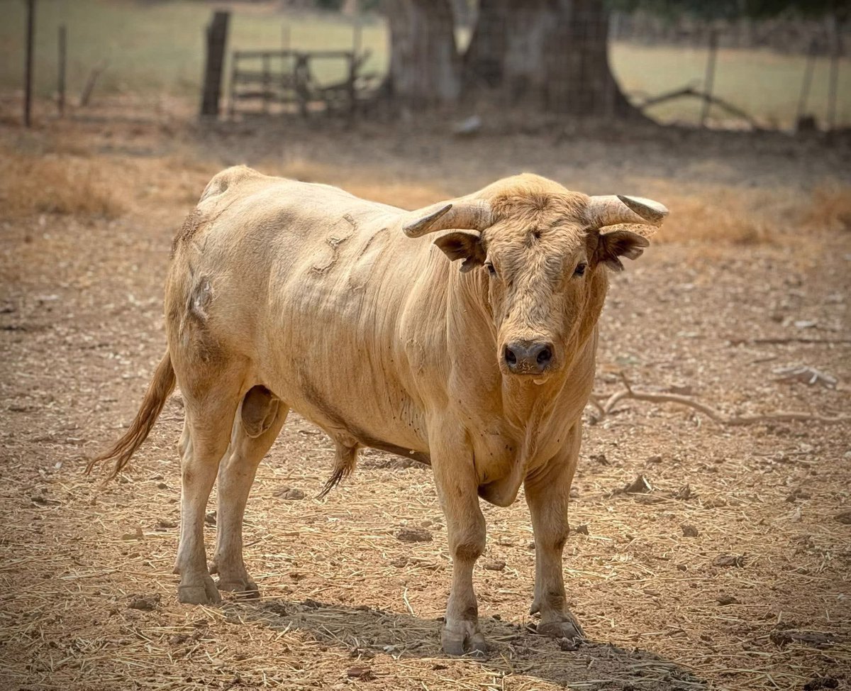 Quite de calasparra tweet media