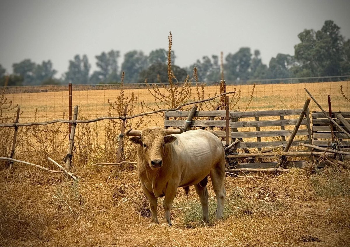 Quite de calasparra tweet media