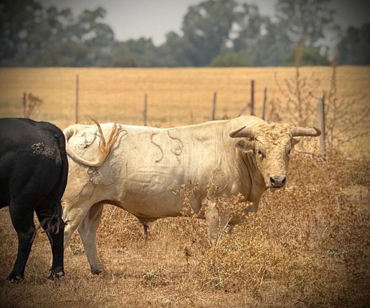 Novillos de PRIETO DE LA CAL que serán lidiados en la Feria Taurina del Arroz de Calasparra, el día 7 de septiembre.