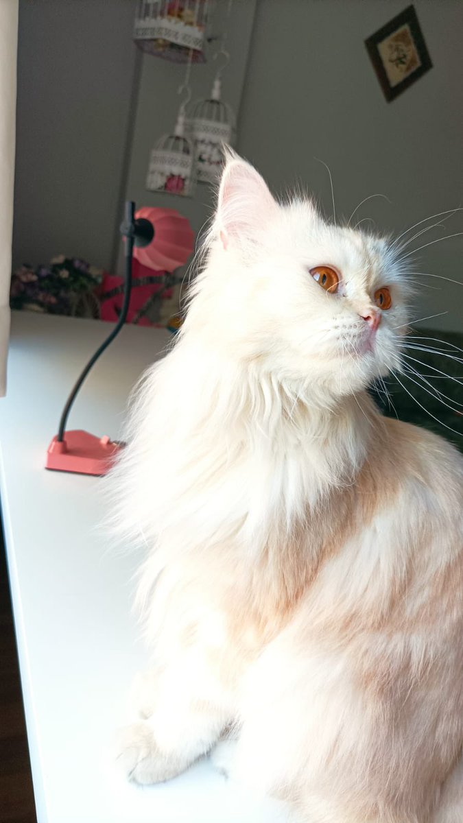 Sokakta bulundu dişi kısır değil çipi yok bulan kişinin evde  çok sayıda hasta kedisi var yarın ibb veterinerine bırakıcakmış acil kalıcı veya geçici yuva 
İstanbul 
0551 119 34 68