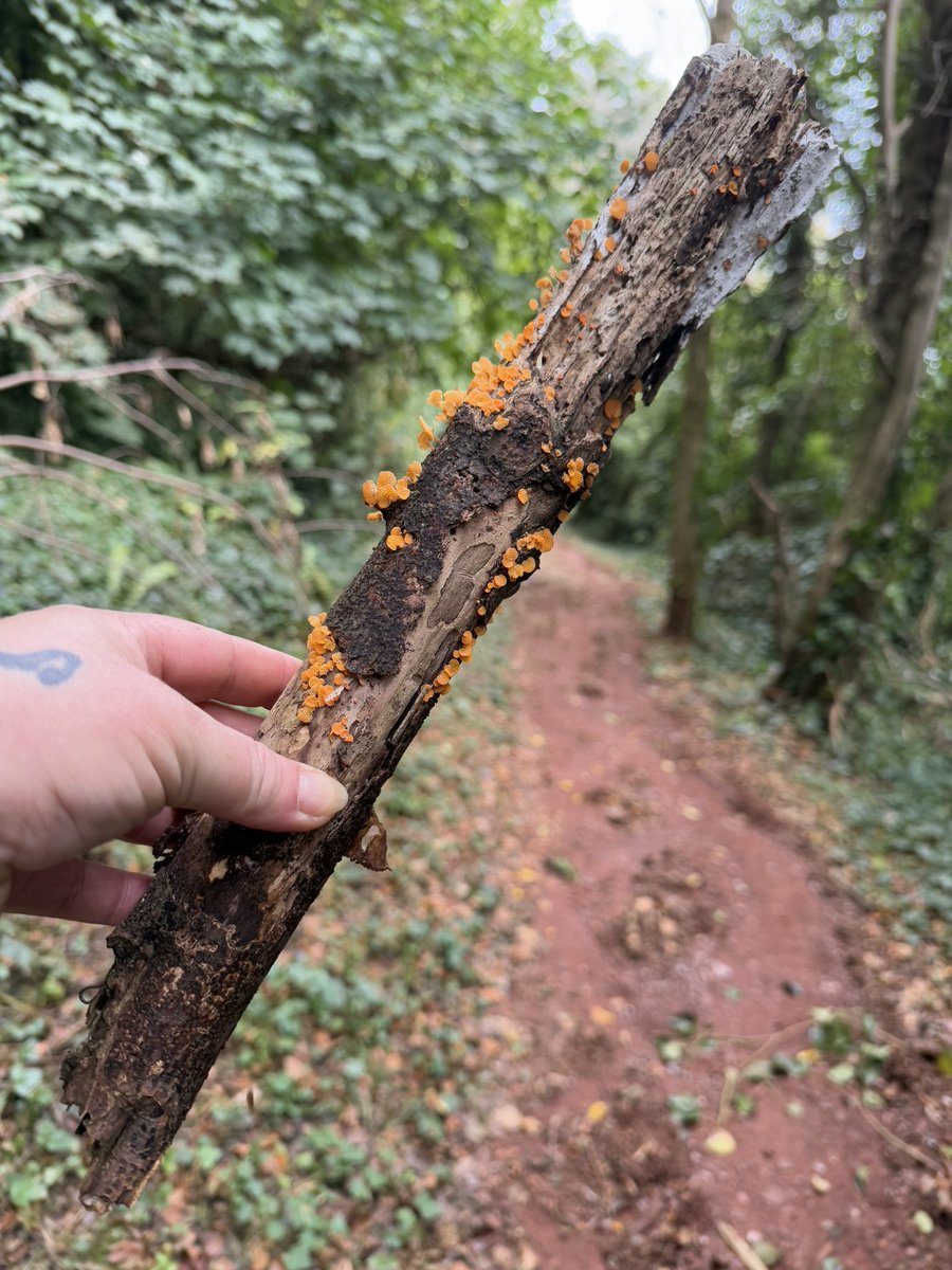 bernoid's tweet photo. This is probably #StickOfTheYear for me. ORANGE PORECAP!!! Favolaschia claudopus. An accidental import from Madagascar &amp; a rare find. But it’s spreading. This is the 2nd time I’ve found it in Devon. #DevonMushrooms @foxyflic https://t.co/MmPcz7k35G
