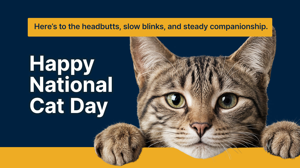 Sorry dogs, today is for cool kitties only! Happy National Cat Day to all the majestic floofs and their servants — ahem, owners. They may be small, but they leave the biggest pawprints on our hearts.
 
#NationalCatDay #cats #catlovers #Purrfect #AdoptDontShop