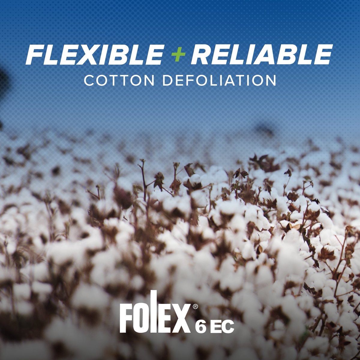 After a dry, hot season, prepare for harvest with Folex® 6 EC Cotton Defoliant, excelling in mature leaf drop with excellent tank-mix flexibility, based on your needs.

Learn more about fast and effective harvest aid programs from AMVAC: amvac.com/campaigns/cott…