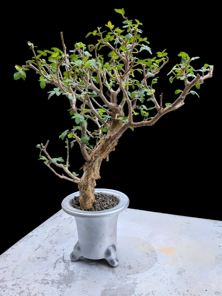 メルカリ便　コミフォラ　pv2597 commiphora pv 2597 commiphora pv 2597 コミフォラ - メルカリ