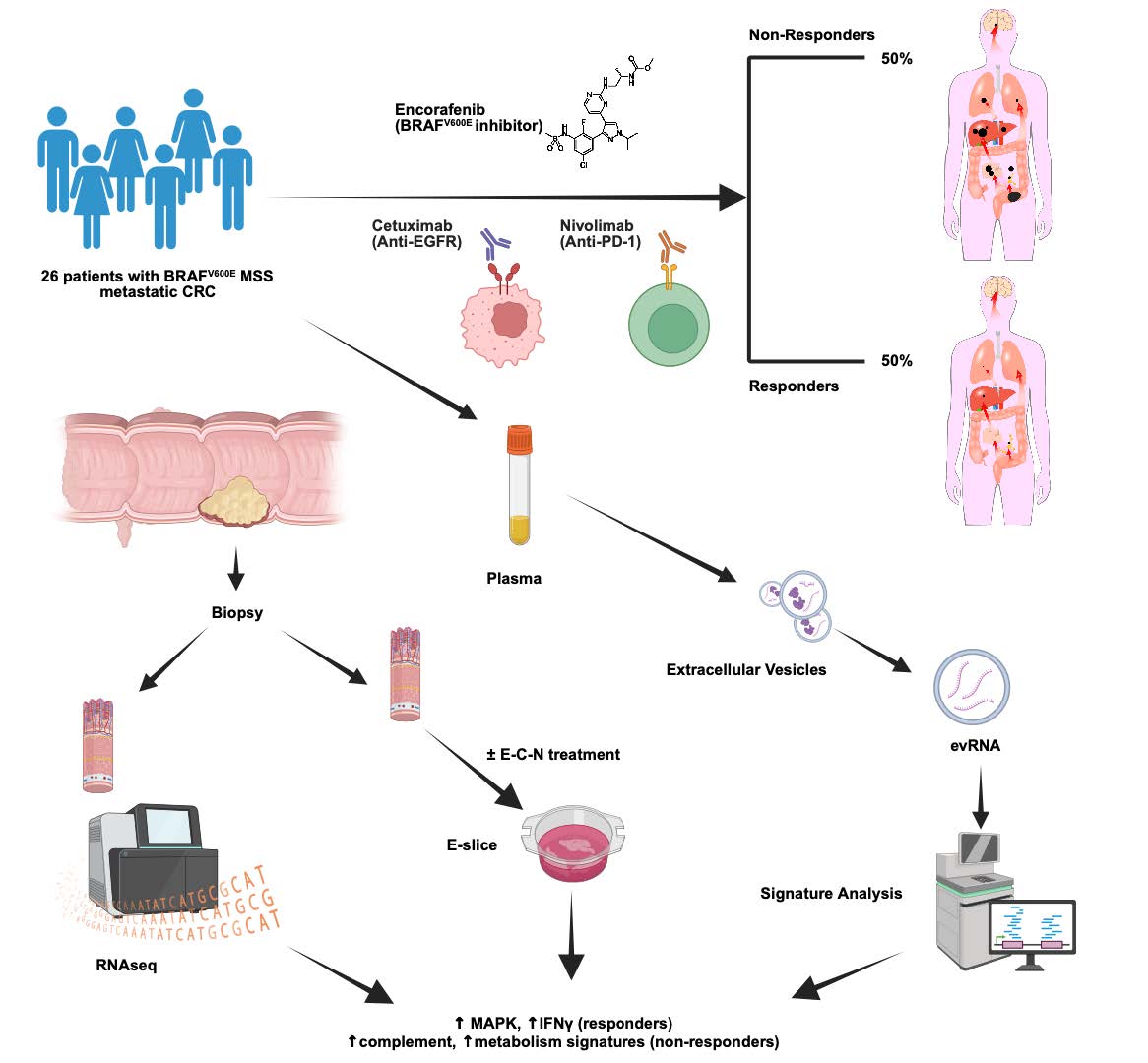 Van Morris, MD (@vanmorrismd) on Twitter photo VERY proud of our <a href="/MDAndersonNews/">MD Anderson Cancer Center</a> team's work now online <a href="/Cancer_Cell/">Cancer Cell</a> for BRAF+EGFR+PD1 blockade in MSS, BRAF V600E mCRC.
ORR 50%, mPFS >7 mos w/encorafenib + cetuximab + nivolumab
🧵to expand IO benefit+liquid biopsy utility in high-risk MSS CRC pts
bit.ly/4g1upd5 VERY proud of our <a href="/MDAndersonNews/">MD Anderson Cancer Center</a> team's work now online <a href="/Cancer_Cell/">Cancer Cell</a> for BRAF+EGFR+PD1 blockade in MSS, BRAF V600E mCRC.
ORR 50%, mPFS >7 mos w/encorafenib + cetuximab + nivolumab
🧵to expand IO benefit+liquid biopsy utility in high-risk MSS CRC pts
bit.ly/4g1upd5