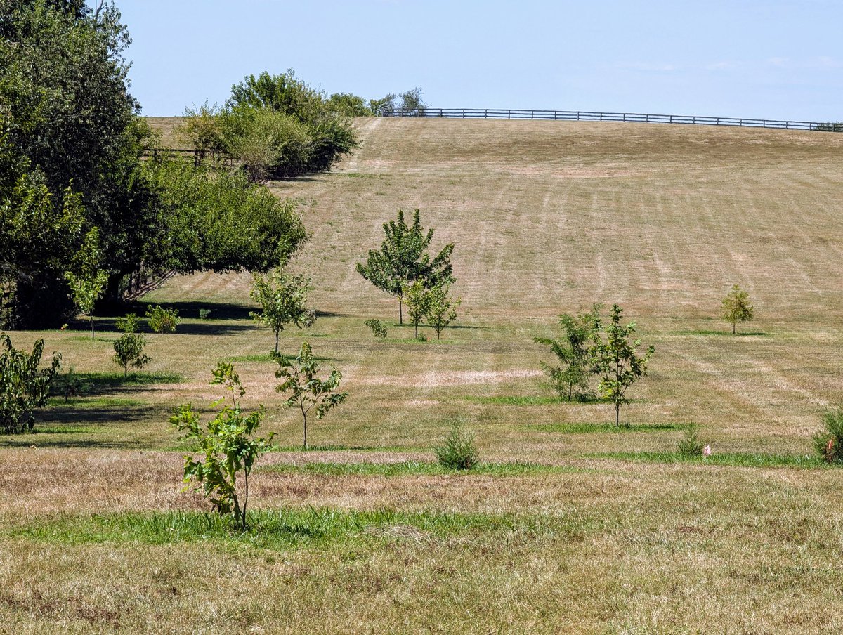 skream's tweet image. Need some rain in eastern Jessamine County.  Desperately trying to save my tree saplings.  Less than 1" rain total in about 10 weeks.   @Kentuckyweather #kywx