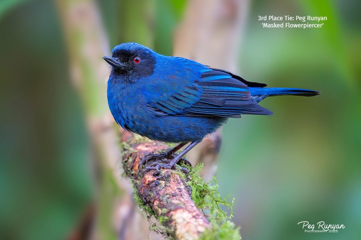 Bromebirdcare's tweet photo. Feeling blue never looked this good 💙
Meet our BLUE Birds Contest winners — stunning from every angle!

#BlueBirds #BirdContest #Birdwatching #PhotoContest #Brome #BirdCommunity https://t.co/m3Gbvj9amM