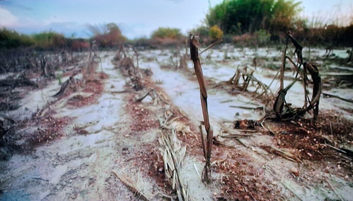 Zambia. What a crime.
#C4News 
Someone should be taking this company to court.
<a href="/Greenpeace/">Greenpeace International</a> <a href="/foe_us/">Friends of the Earth (Action)</a>