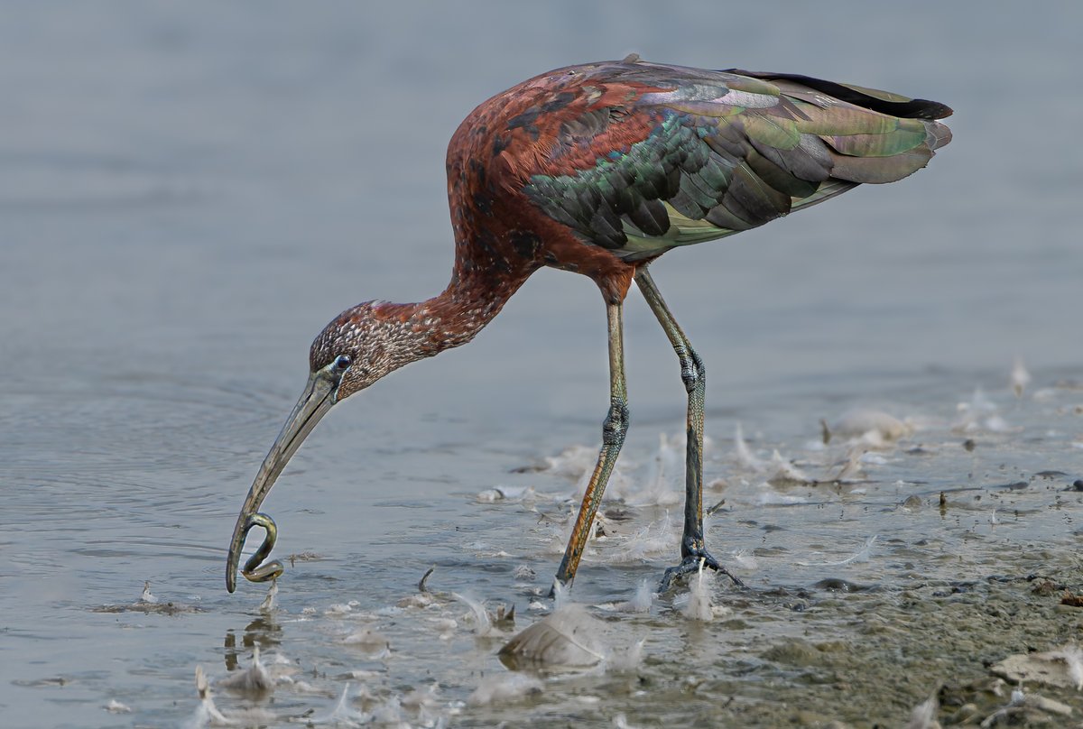 Dazgman's tweet photo. Glossy Ibis catching eels at Titchfield Haven. https://t.co/9g1hkIgoR9