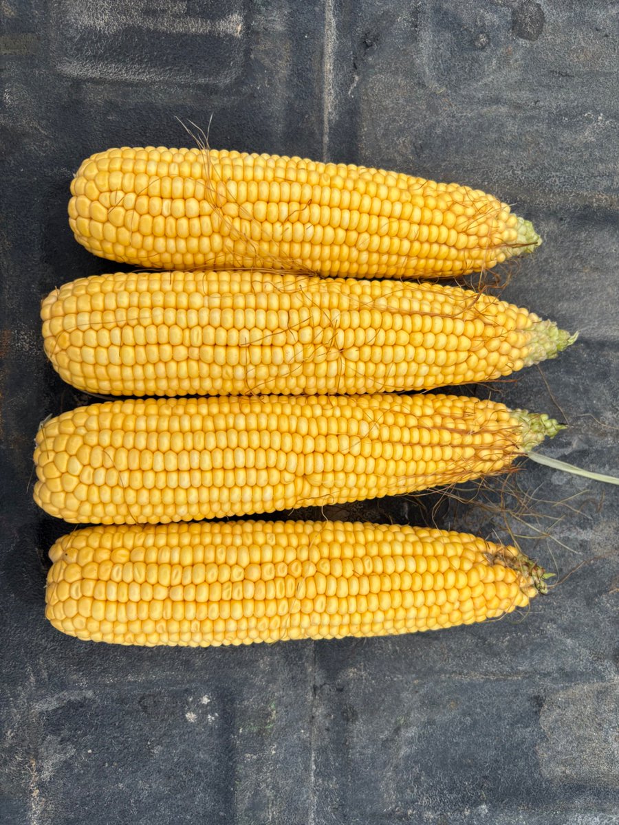 Some P0529Q just waiting to fill those bins at RL Masschelein! Ron waved me down when I was in the neighborhood to show me these cobs he pulled from this crop, looking forward to diving in this fall, excellent pollination and tip fill. #YieldHeroEast <a href="/PioneerSeedsCA/">Pioneer Seeds Canada</a>