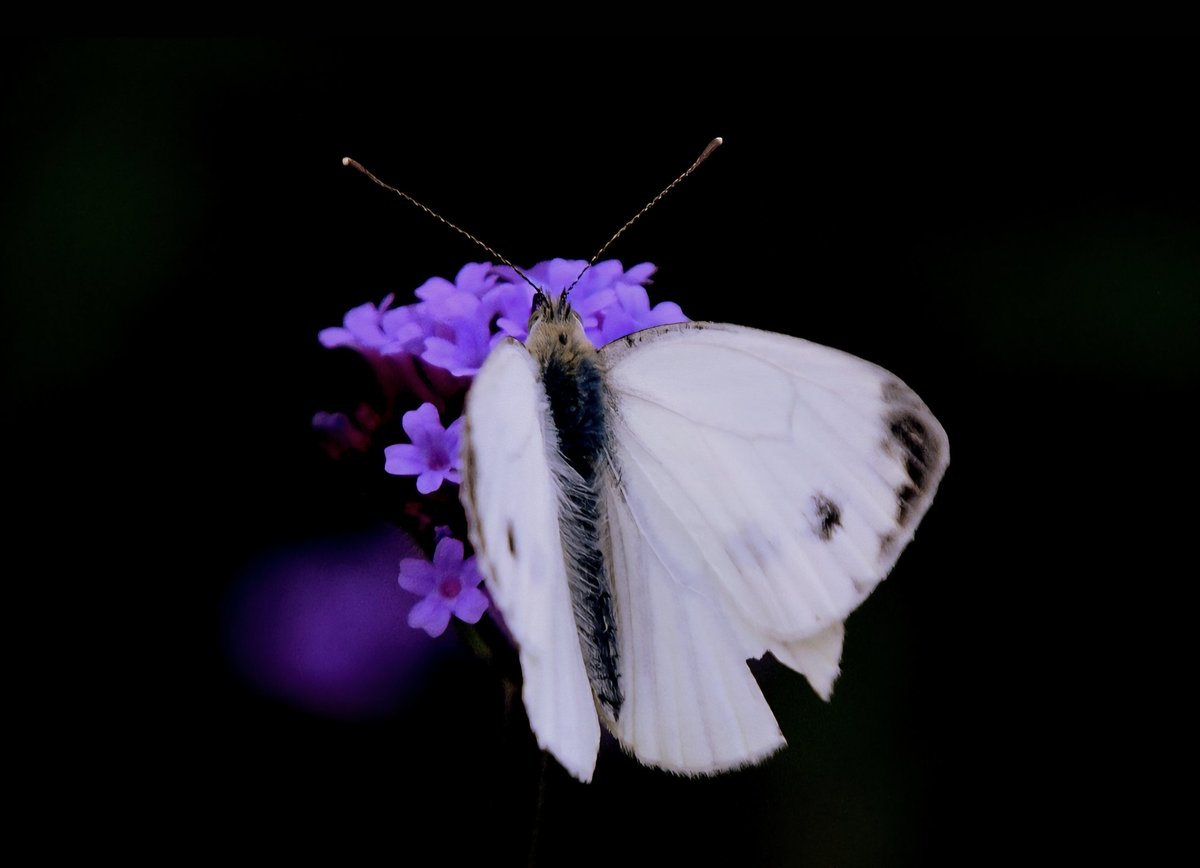 28MaaikeVogel09's tweet photo. #goedeavond
Vandaag #28augustus is #dag28 van #beau_gustus initiatief van @dthta57
Het #thema van vandaag is #zwartwit
Sorry voor het vleugje paars maar heb niet veel foto's in zwartwit en deze kwam het dichts in de buurt.
#fijnedonderdag avond en #genietervan https://t.co/wRMoZ67SZi