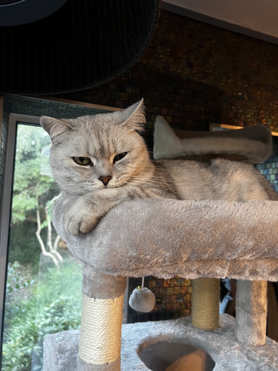 Dax Cat #ambassacat tweet media