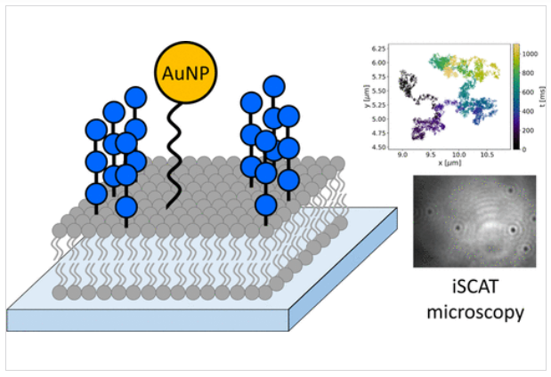 Newly published in <a href="/J_A_C_S/">J. Am. Chem. Soc.</a> “Bottom-up Investigation of Spatiotemporal Glycocalyx Dynamics with Interferometric Scattering Microscopy” by Brunner et al. pubs.acs.org/doi/10.1021/ja… <a href="/LMoeckl/">Leonhard Möckl</a> <a href="/SandoghdarLab/">SandoghdarLab</a> <a href="/biomemphys/">Böckmann Lab</a>