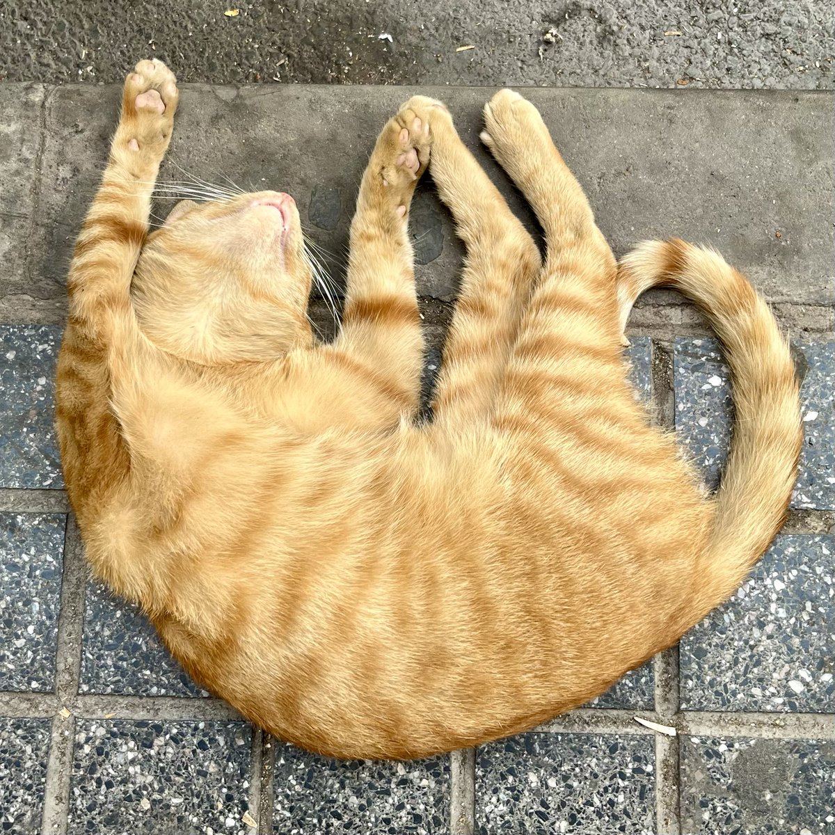 une jolie photo de mes vacances ?
ce joli chat qui faisait la sieste sur un trottoir de Casablanca
il restera pour moi un agréable souvenir