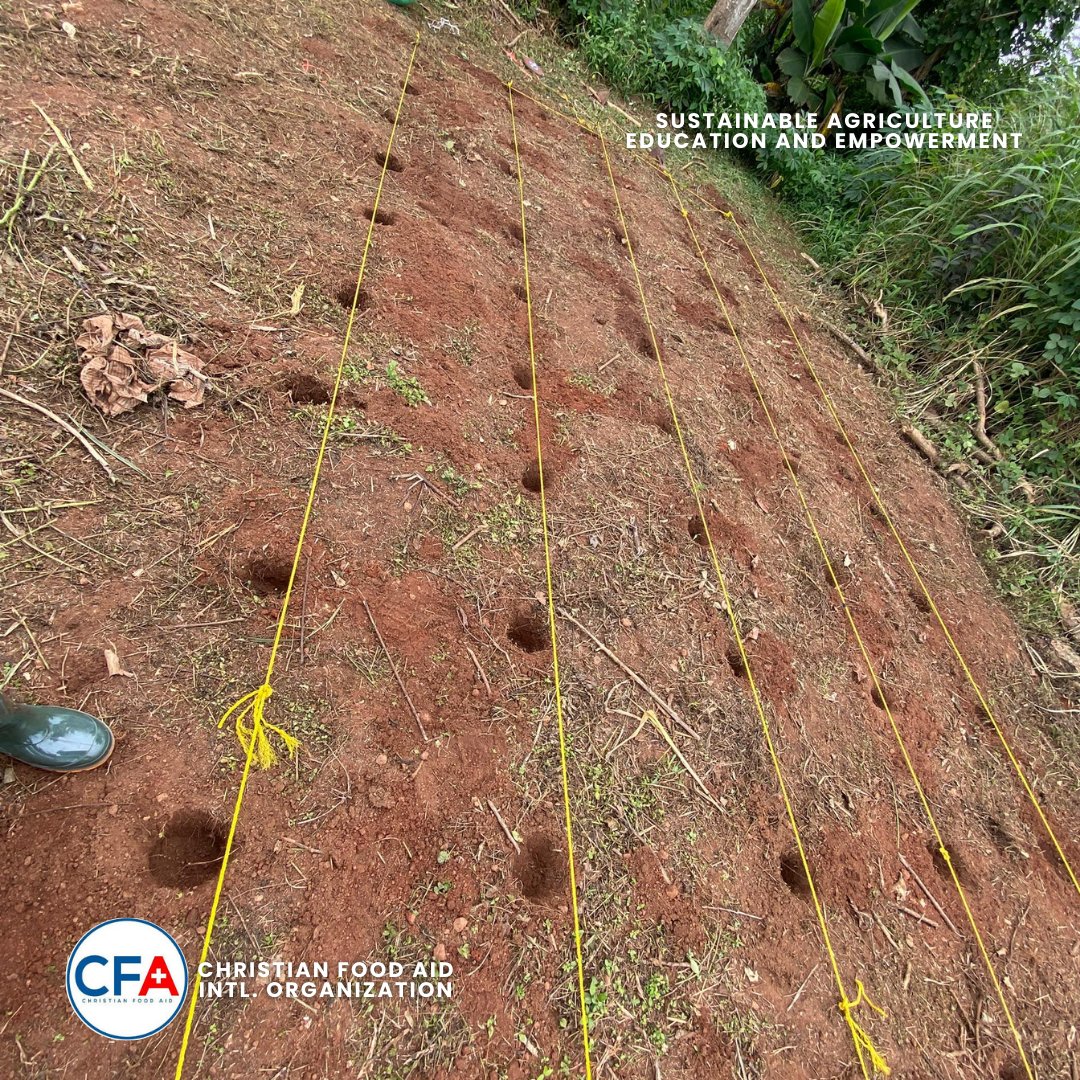 CFA_Intl's tweet image. Today, we began planting on the Pfumvudza plot we marked out yesterday at Ife Girls High School!. Though we’re not done yet, the planted portion is already mulched and ready to thrive. 

Progress may be gradual, but every row planted is a promise of harvest. 
#SAEEProject #CFA