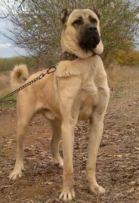 ppulutt's tweet image. biri junseo’ya bişi mi dedi