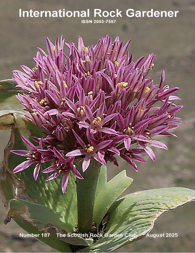 IRG 187 August 2025 - Articles from Robert Rolfe on one of the  most successful show plants in the UK -   -  &amp; from Jānis Rukšāns on his last &amp; final, visit to Iran. Cover image: Allium species – image Jānis Rukšāns. Download here to read free:       srgc.net/documents/irg/…