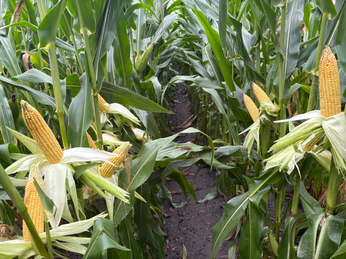 Watching this #YieldHeroEast  field <a href="/LMcLachlan60/">Lawrence McLachlan 🇨🇦</a> is entering through the season, it rocked through the drought conditions with little issue by the looks of things! <a href="/PioneerSeedsCA/">Pioneer Seeds Canada</a>