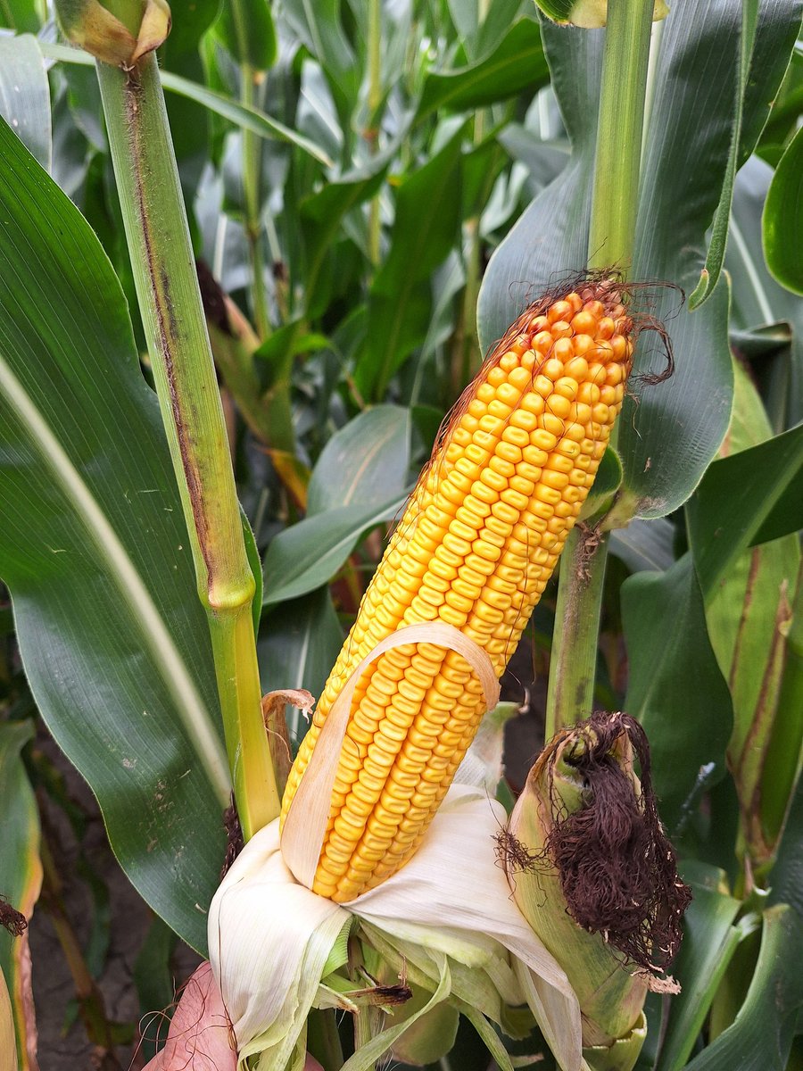 #agrisagronomy  #glgtour2025  in corn field just outside of Amerstburg some Tar Spot on outside rows has blown in 3 weeks ago , in dent stage yield impact very little,  a bit of Gib ear rot starting, good cob size and finish  estimate just over 200 bus / acre