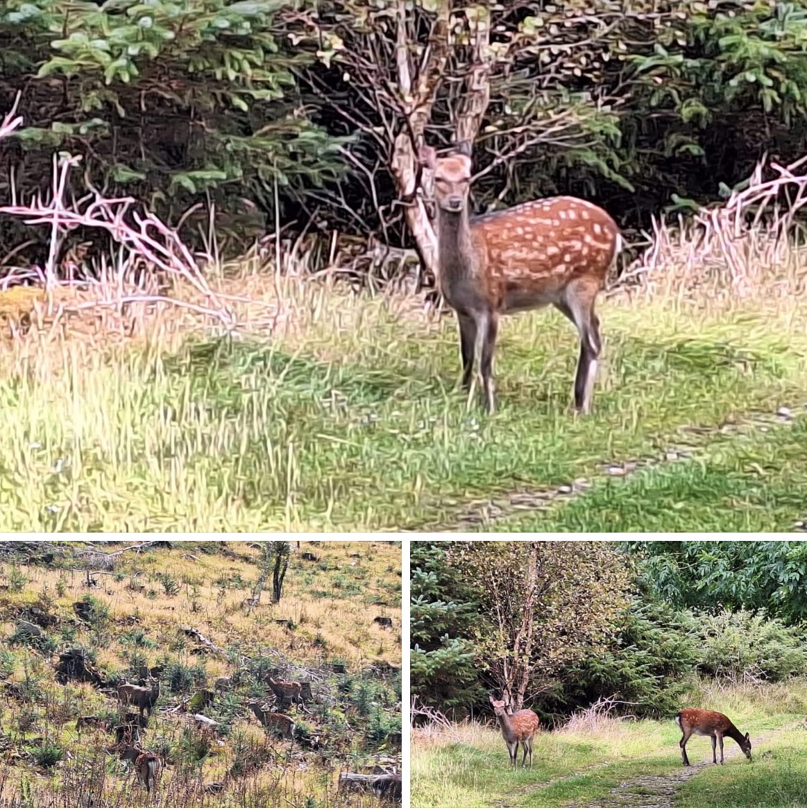 🗓️ Next walk: Sunday, 31st August
🧭 Location: The Cooleys, Ravensdale

We are staying local this Sunday, and heading to Ravensdale Park, climbing to Ben Rock 410m and Clermont Cairn otherwise know as Carnán Mhaighréid Náir, “cairn of Margaret”.