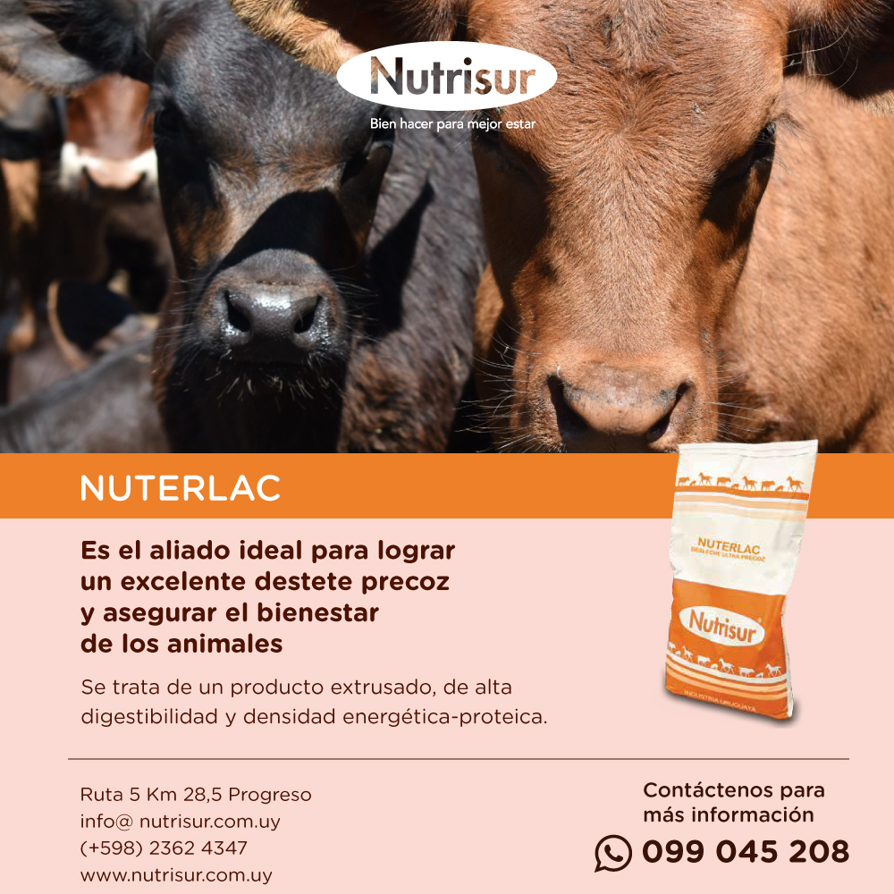 Prevenir los destetes precoces en las categorías sensibles es posible 💪🏼⚖️

¿Cómo? Con Nuterlac se logra el desarrollo ruminal y se maximiza las ganancia de peso y el desarrollo de los terneros

¡Consúltenos!
