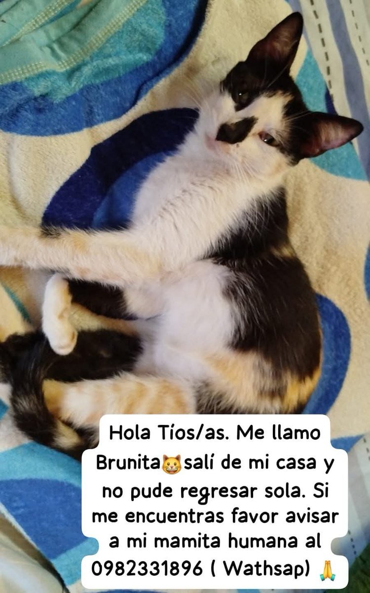 Se perdió " Brunita" zona Fernando de la mora zona sur. Fortis Abasto, complejo Habitacional Umacop.
RT 👇🏻