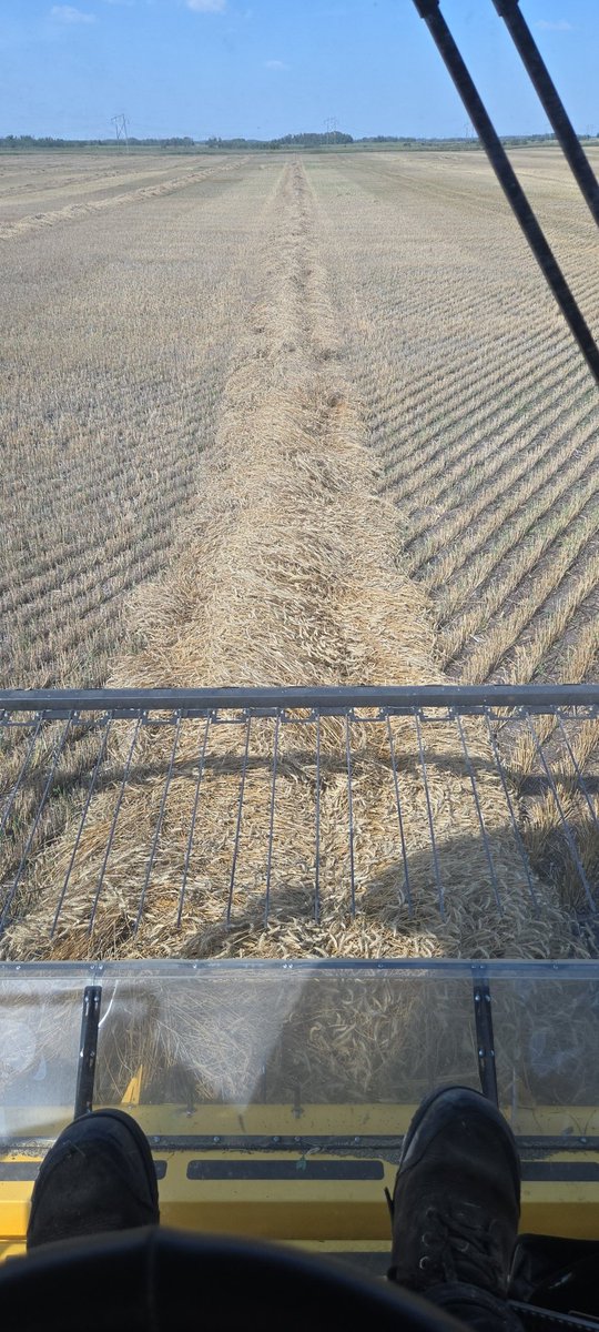 Randy Toman tweet media