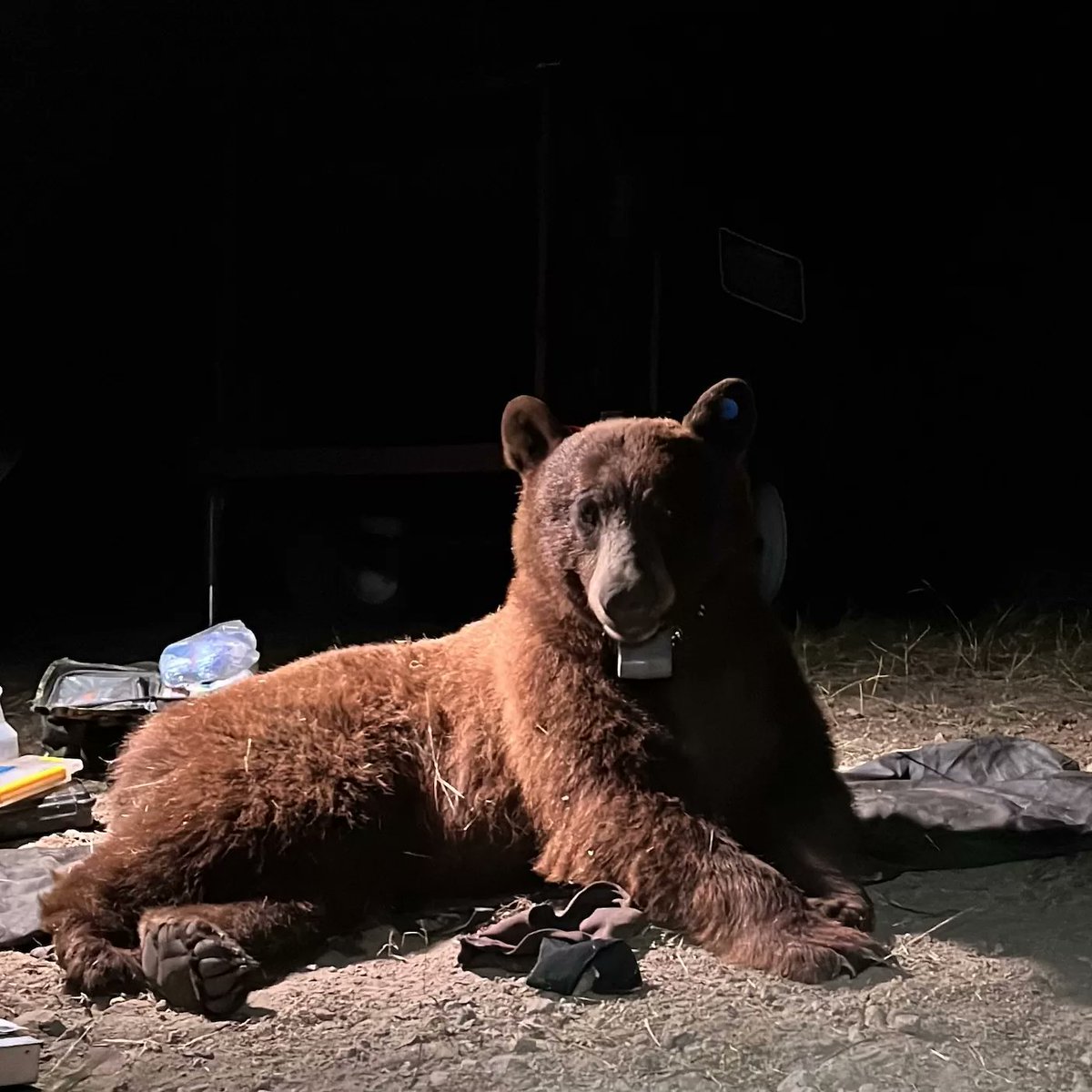 la_dorkout's tweet image. Can we just talk about how amazing it is that there's a mama black bear raising her cubs in Topanga Canyon, the 1st time in generations in the Santa Monica Mountains?
The opening of the Wildlife Crossing over the 101 should lead to more ursine incursions from the Santa Susanas.