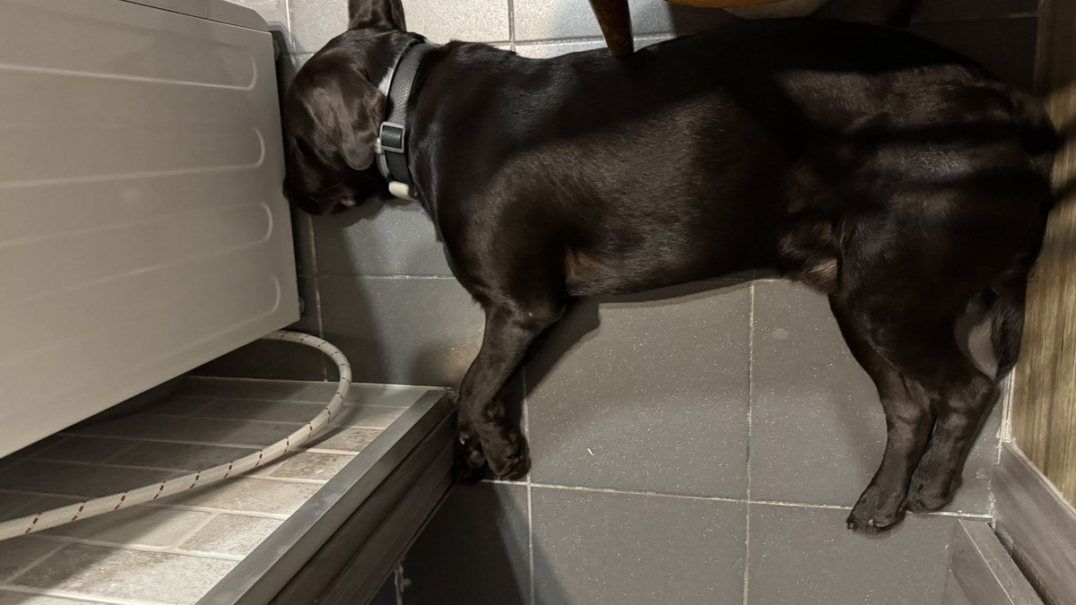 Пес і хрущовка