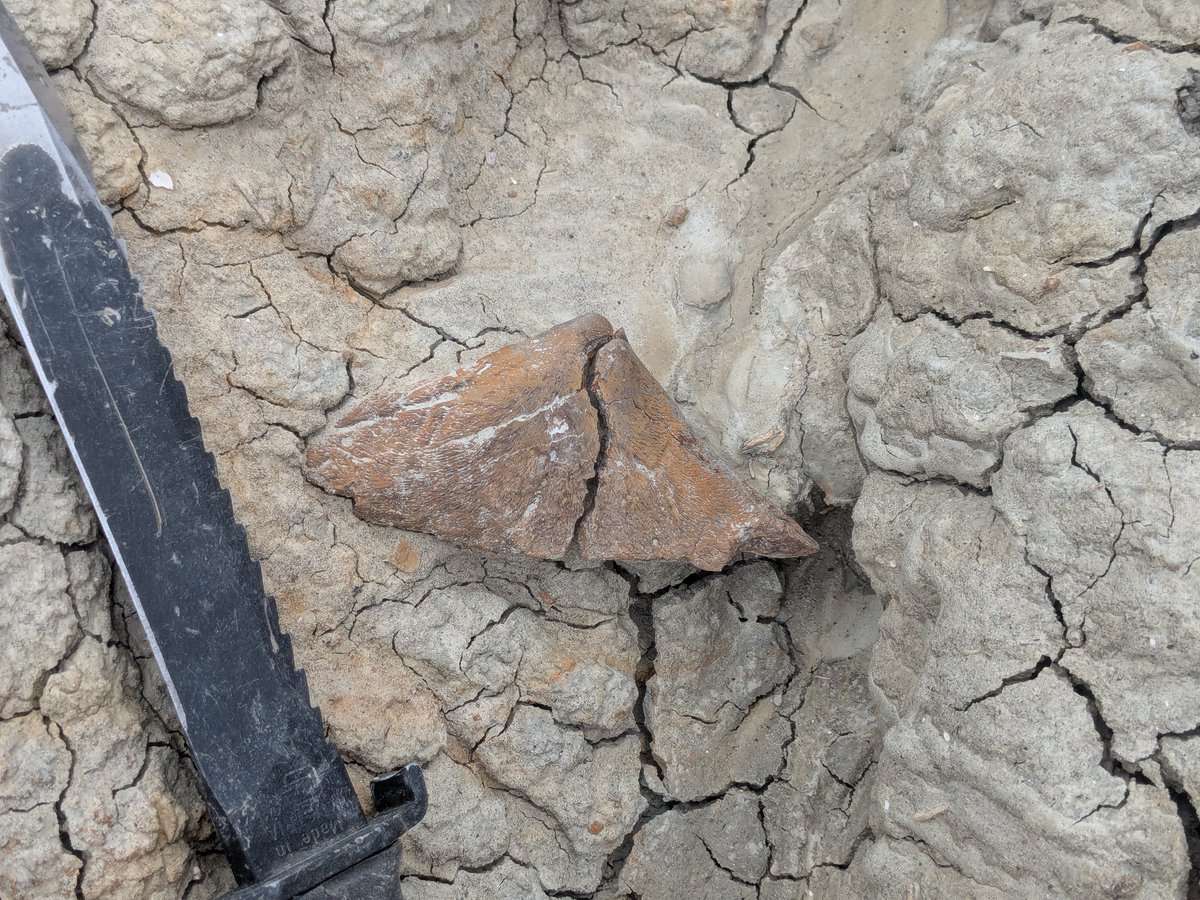 df9465's tweet image. TRIKE SPIKE: Steve just found this awesome Triceratops frill spike from a site where we&apos;ve collected part of a juvenile frill a few yrs ago

Hell Creek Fm. 66 million yrs old

From US public lands administered by the BLM

#dinosaur #dinosaurs #fossils #fossilhunting #FossilFriday
