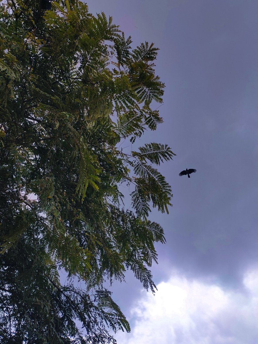 Mosalam__'s tweet image. Let it go