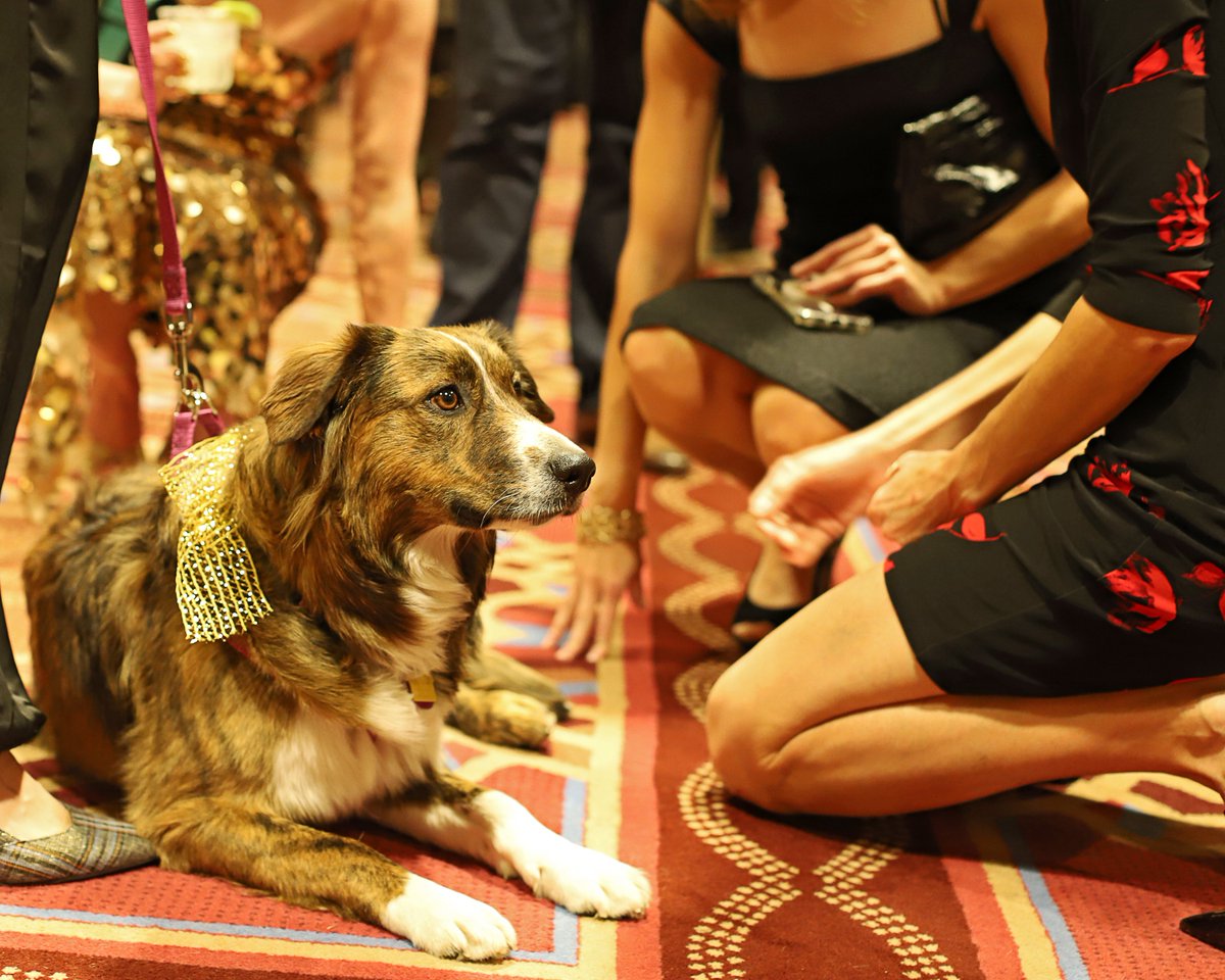 Dive in to an unforgettable evening benefitting homeless pets! 🌊

Our ✨Wags to Wishes Gala✨ is taking place on 9/13 at the Loveland Living Planet Aquarium 🧜‍♀️

Join us in giving 💦A Splash of Love💦 to the most vulnerable pets in our community. UtahHumane.org/Gala 💙🐾