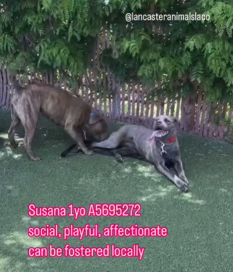 💔🆘💔 Beautiful brindle SUSANA is in foster through Lancaster #California ACC. In pic at right she is pup on the left. 16 months old, now 47 lbs. Dogs in foster are often forgotten. See thread if you are seriously interested in this sweetheart. 🙏
#A5695272