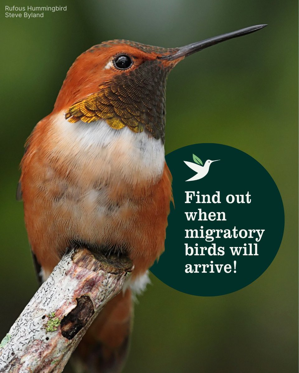 🍂 Fall Migration is here! Millions of birds are on the move — and now you can track them in real time.

🌍 Tools like BirdCast, eBird, Hummingbird Central &amp; Journey North show where birds are flying, when they’ll arrive, &amp; how you can join in.
Learn more:
bit.ly/41PXLoI