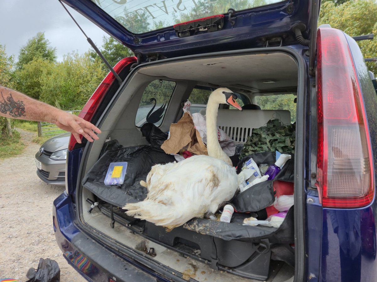 Janet Packham (@janetpackham) on Twitter photo The injured Swan on Middleton nature reserve has now been taken to a rescue centre, let's hope he makes a full recovery <a href="/Lancswildlife/">Lancashire Wildlife Trust</a> The injured Swan on Middleton nature reserve has now been taken to a rescue centre, let's hope he makes a full recovery <a href="/Lancswildlife/">Lancashire Wildlife Trust</a>