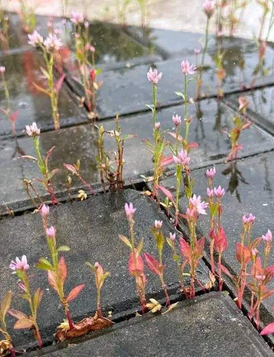 Hector_0126's tweet photo. Como no vas a poder si hay flores rompiendo el pavimento 🌷 https://t.co/D0hSY0rdiY