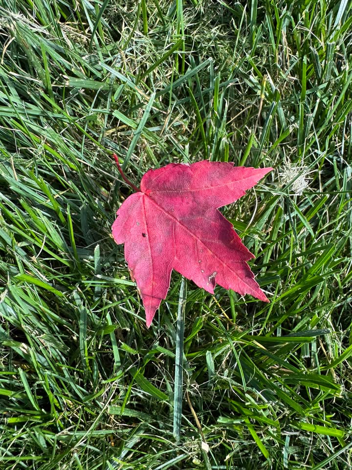 I’m not saying summer is over, but I am observing two facts: 
1) I found this after mowing my lawn today
2) Meteorological fall begins Monday