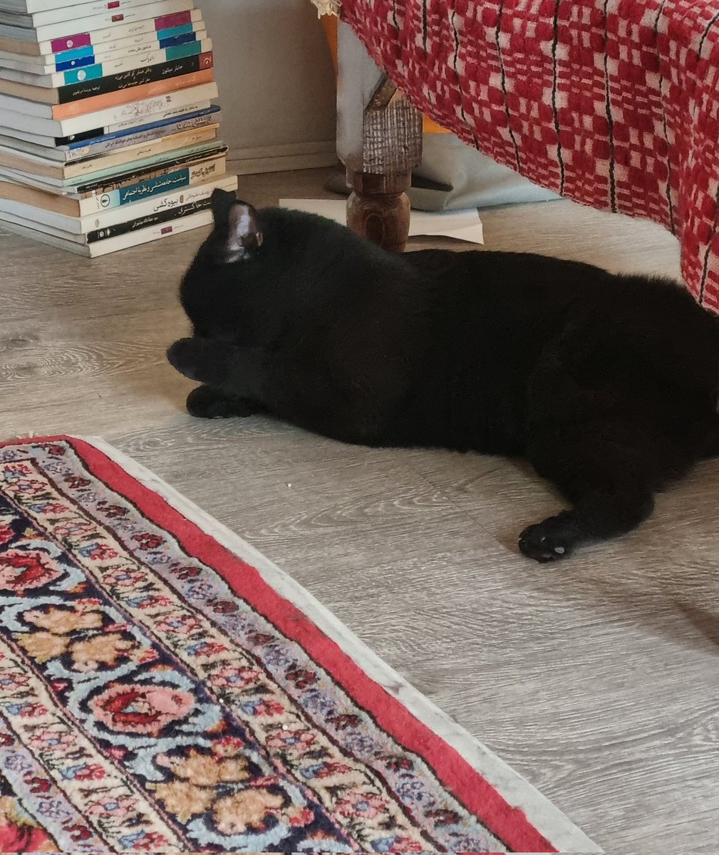 آقا همین یه گربه ما‌ رو نجات داد.
امروز اگه این گربه رو نمی‌دیدم تو جهنم زندگی داشتم دست‌وپامی‌زدم.
♥️