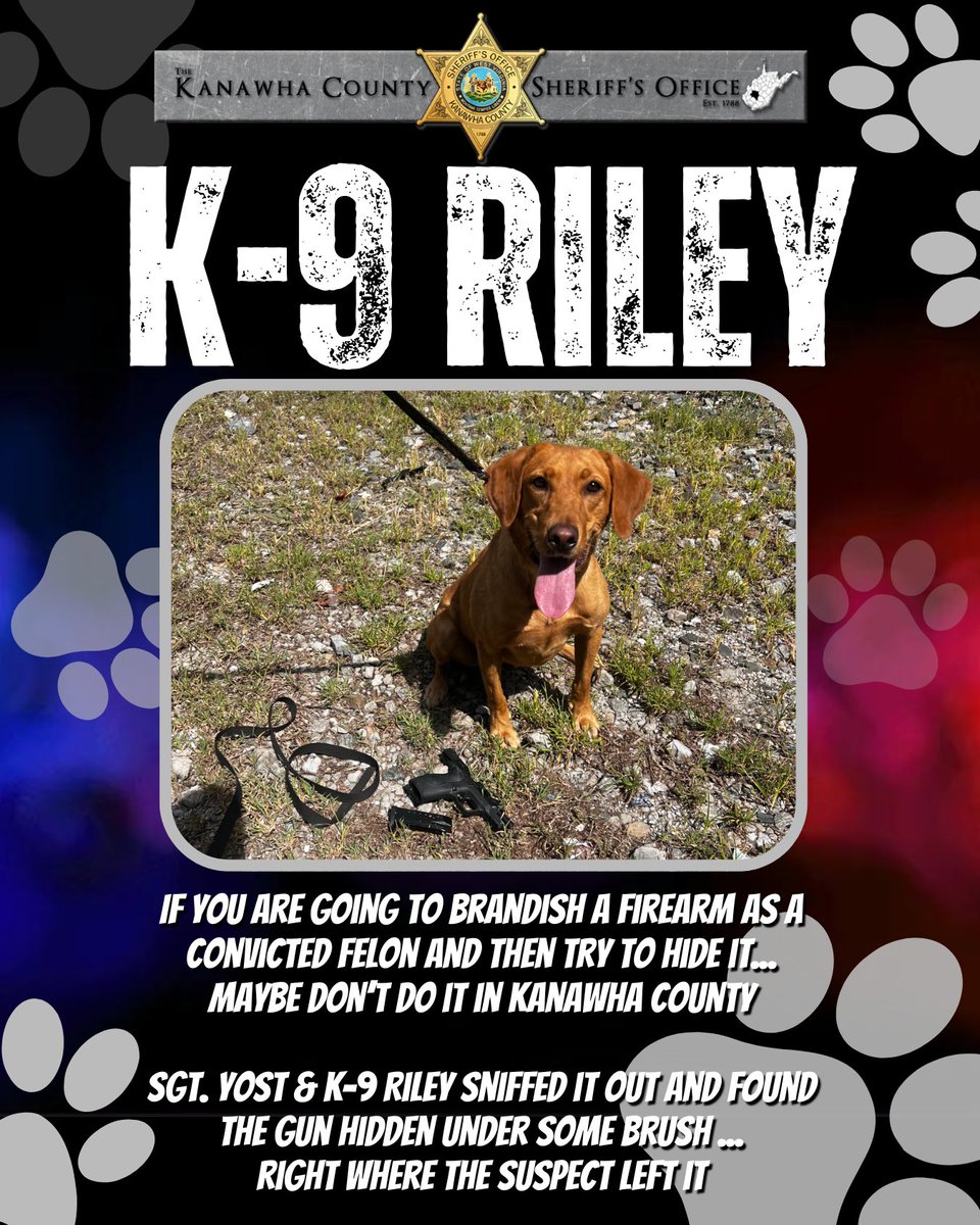 🐾 K-9 Riley doesn’t play games. A convicted felon tried hiding a gun under some brush after brandishing it… Riley sniffed it out in no time.

Note to criminals: Kanawha County is the wrong place to test your luck.

#K9Unit #KCSOK9 #KCSO