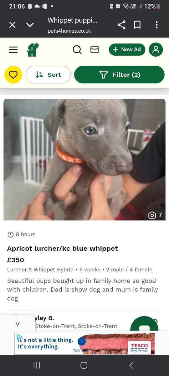 Not me looking at puppies, he would have to be called Robbie seeing as he's from Stoke On Trent ❤️❤️ (I am categorically being told no, I'm not allowed a puppy!)