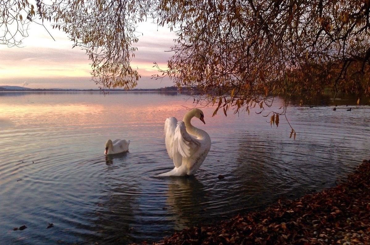 lamb (@mourninglambs) on Twitter photo 