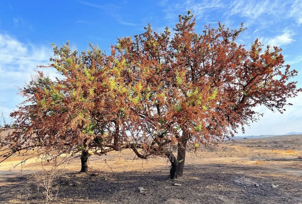 Seferihisar’ın küllerinden filizlenen hayıtlar, sürgün veren meşeler… 🌿

Doğa, talan edilmezse, yaralarını kendi sever, kendini yeniden yeşertir…