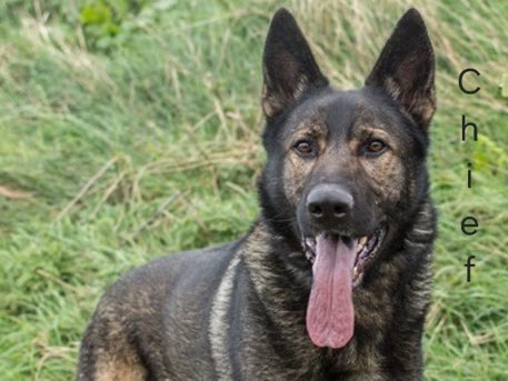 LisaClareRead2's tweet image. Pawsome Chief is still on the lookout for his pet free forever home. Goodness knows why he’s a lovely lad. 
Please contact @team_greenacres for details on adopting him, he so deserves a home. Thanks💕🐾
#forgottensoulshour #AdoptDontShop #GermanShepherd 

greenacresrescue.org.uk/find-a-pet/dog…