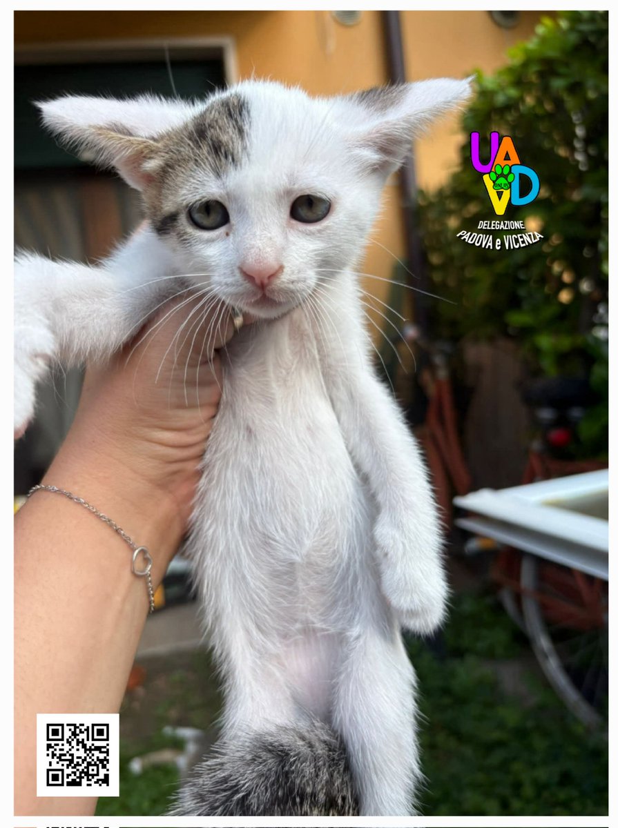 #cuccioli #cercafamiglia 
Sono 2 maschi e una femmina di 2 mesi circa
Si affidano sverminati e spulcinati
Previo Colloquio conoscitivo, modulo preaffido ,casa in sicurezza e obbligo sterilizzazione 
Sono in stallo a Ponte San Nicolò (pd)
Per info whatsapp 3421546095
#uadapadova