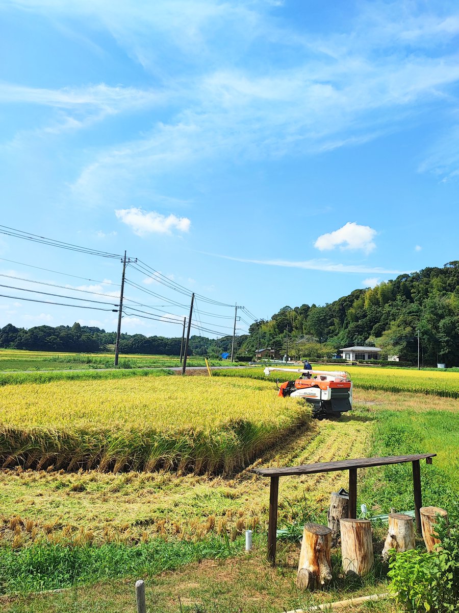 Rice harvesting has begun in the neighbor’s field right in front of our kitchen garden.