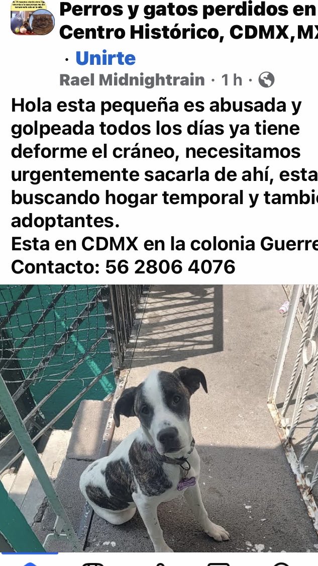 URGE RESCATARLA Y RESGUARDARLA ‼️‼️ ASÍ COMO DENUNCIARLOS