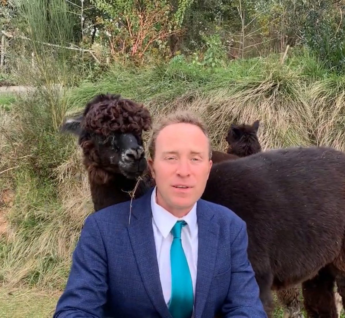 Pims The Batllama 🦇🦙 (e/diot) tweet media