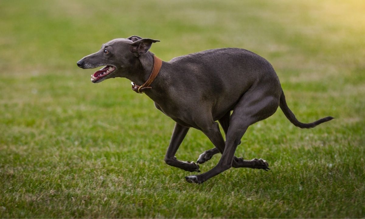 Victoria’s animal laws need more than “minor changes.”

AJP has submitted a detailed plan calling for stronger breeding standards, humane cat management, fair greyhound laws, and full transparency.

Read and share our submission:
👉 vic.animaljusticeparty.org/ajp-submission…