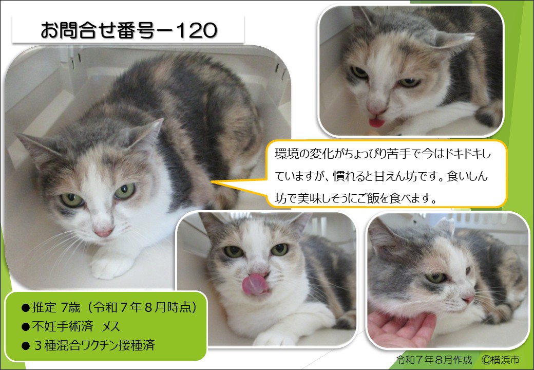 新しく、三毛の猫（お問合せ番号-120）が譲渡対象になりました‼
譲渡動物情報は、随時更新しています。ご興味のある方は、是非ご覧ください✨
 
譲渡動物情報《猫》  
city.yokohama.lg.jp/kurashi/sumai-…