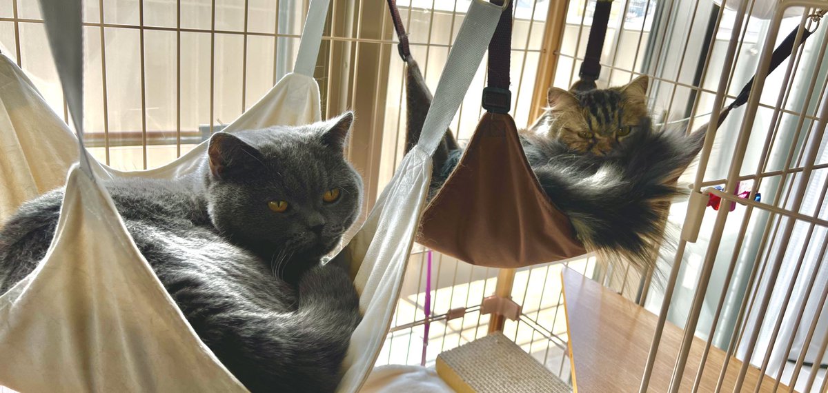 無事ララ達を病院ホテルへ🐈‍⬛🐈

お迎えして初めてどちらも居ない時間、、
もう寂しい🥲
こんなにも食卓戦争がないの寂しいなんて😂

#ねこ #ねこのいる生活 #保護猫 #保護猫と暮らす #元繁殖猫　#猫好きさんと繋がりたい